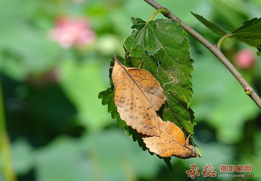 DSC07232_副本.jpg