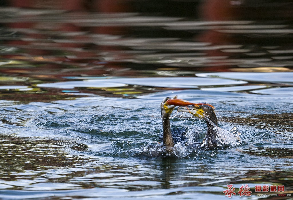 _A016364.JPG