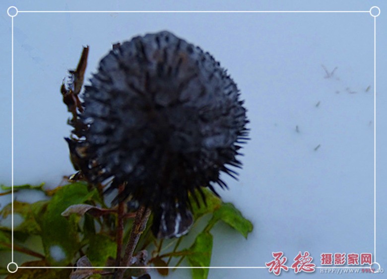 冰凌花3.jpg