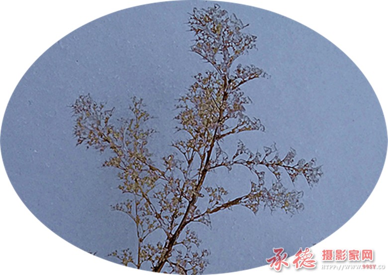 冰凌花4.jpg