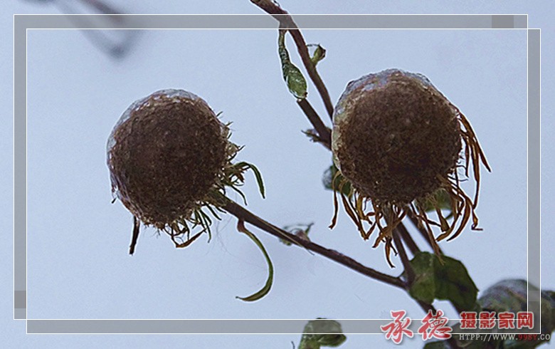 冰凌花5.jpg