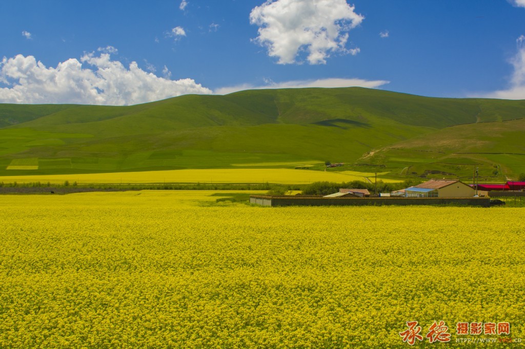门源油菜花海