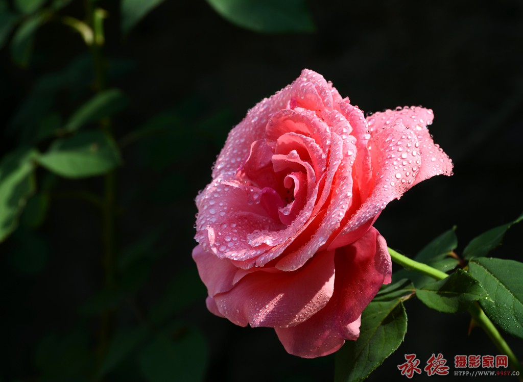 22粉红红.jpg