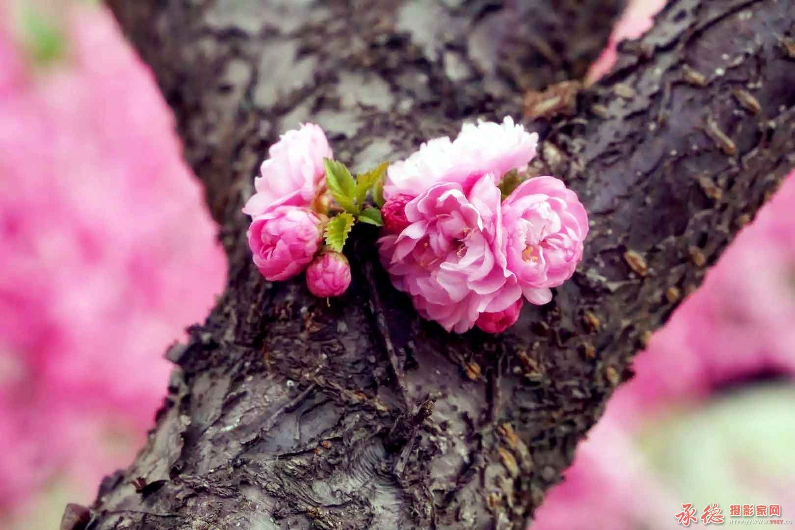 木生花