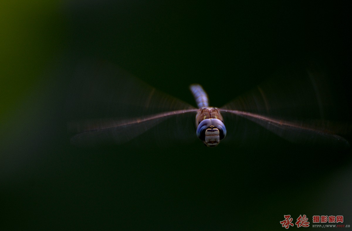 DSC_8105蜻蜓.jpg