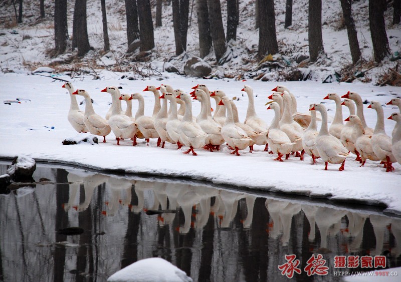 踏雪归途.jpg