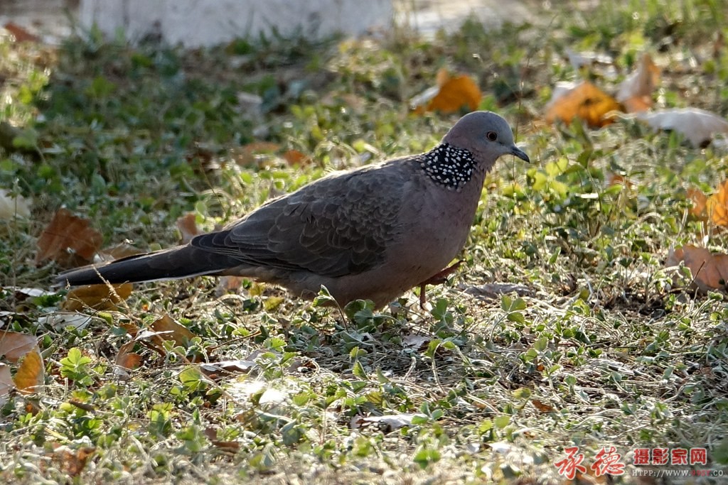 野鸽子