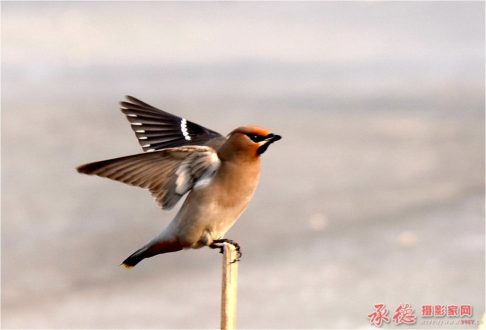 DSC_8292_看图王_副本_meitu_27.jpg