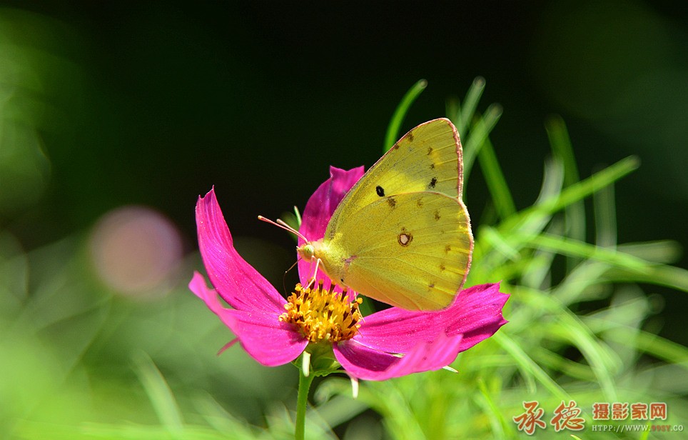DSC_2042_副本.jpg