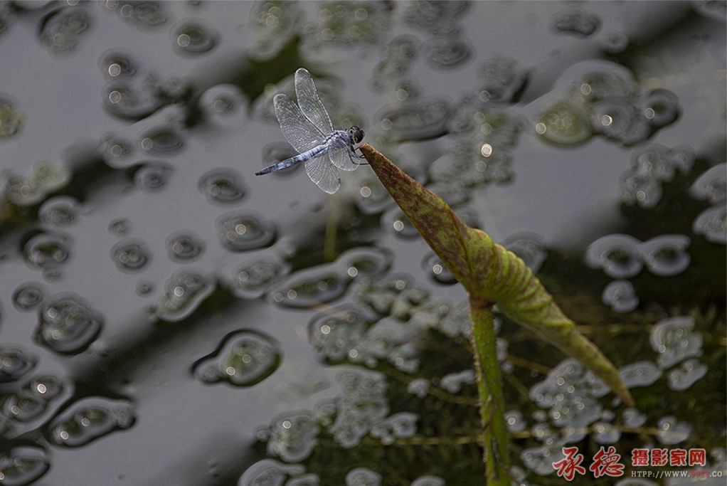 小荷才露尖尖角 早有蜻蜓立上头