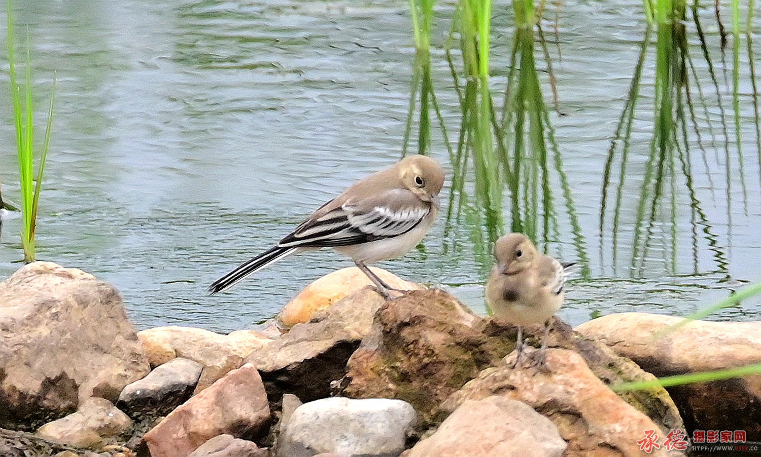 小白鹡鸰