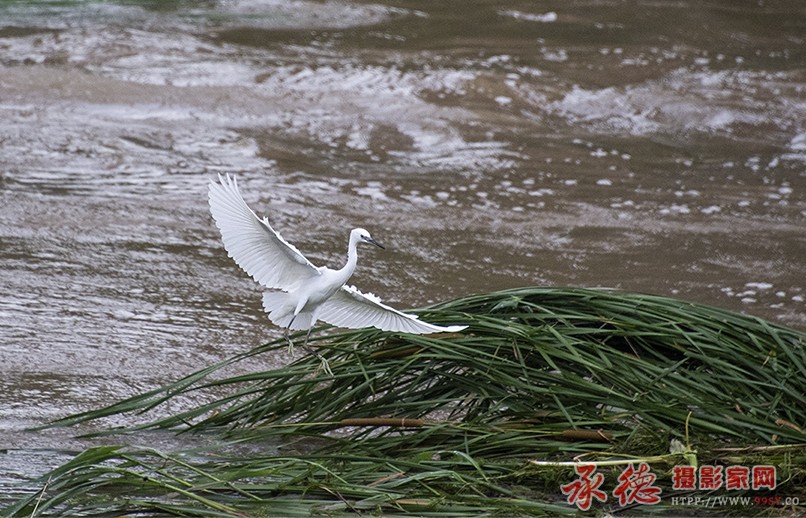 雨后白鹭