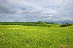 黄花地