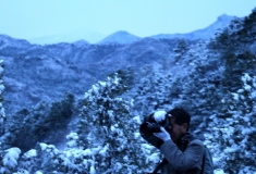 雪压青松