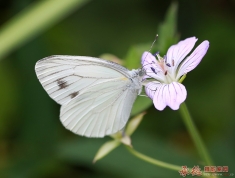 新蝶恋花