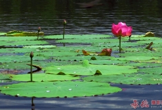 水上芭蕾