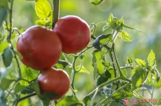 生态设施大棚蔬菜