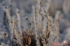 倔强的小草