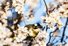 野生鸟