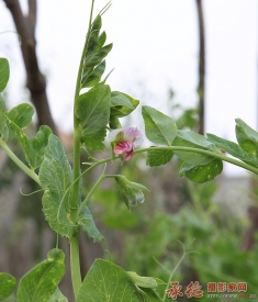 豆角花