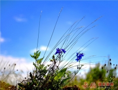 花花草草......