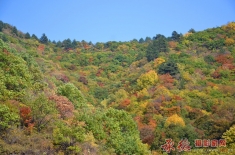 赤橙黄绿满山坡