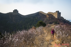 杏花开在金山岭