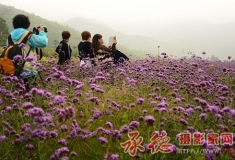 老师和学生在薰衣草花园拍摄