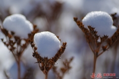 雪