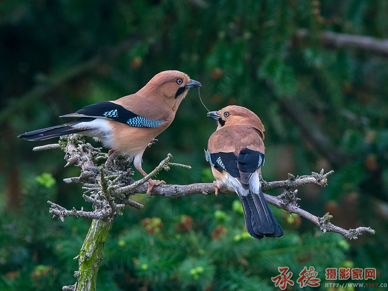 《爱在春天一线牵 》     魏翔