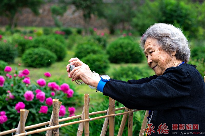 《奶奶拍芍药》杨赤平