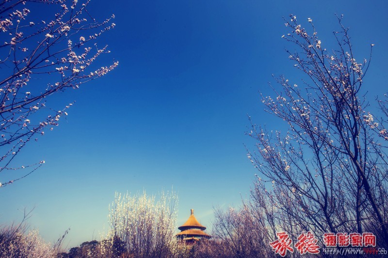 山寺桃花        温泉