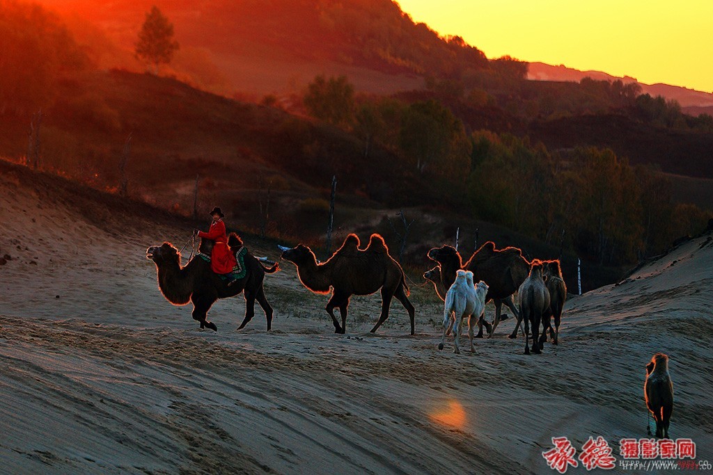 优秀奖：伴着夕阳归  明明亮亮