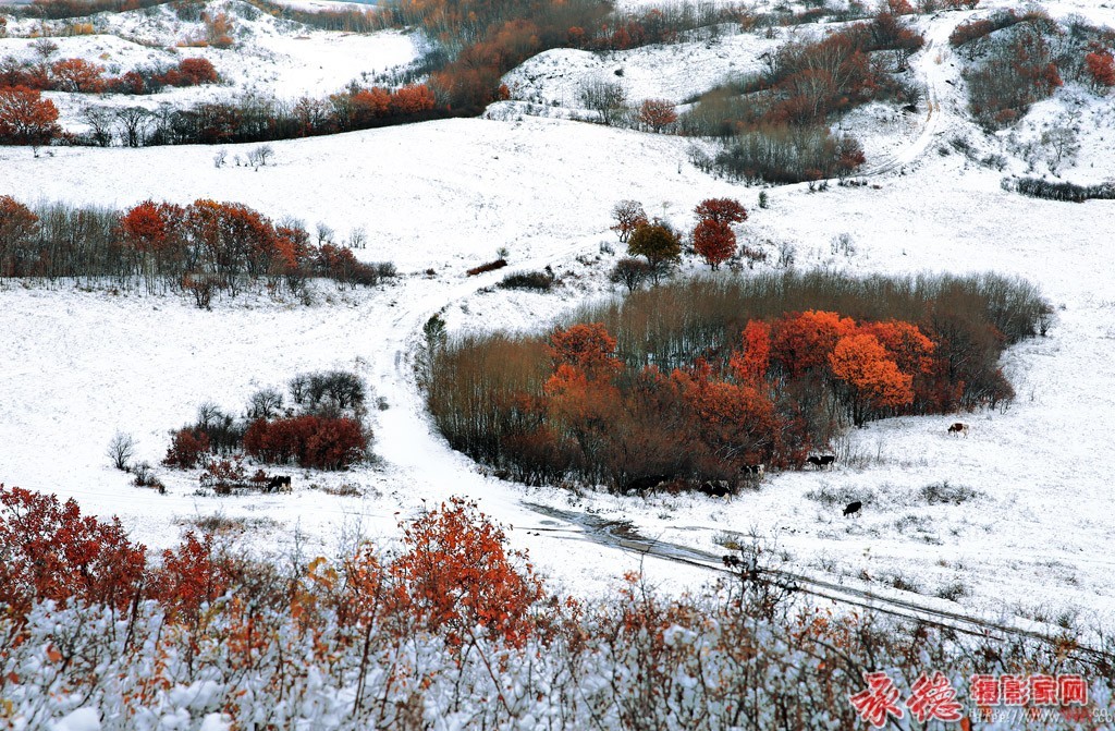 优秀奖：雪后坝上  明明亮亮