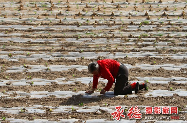 优秀奖：母亲 菲林影像