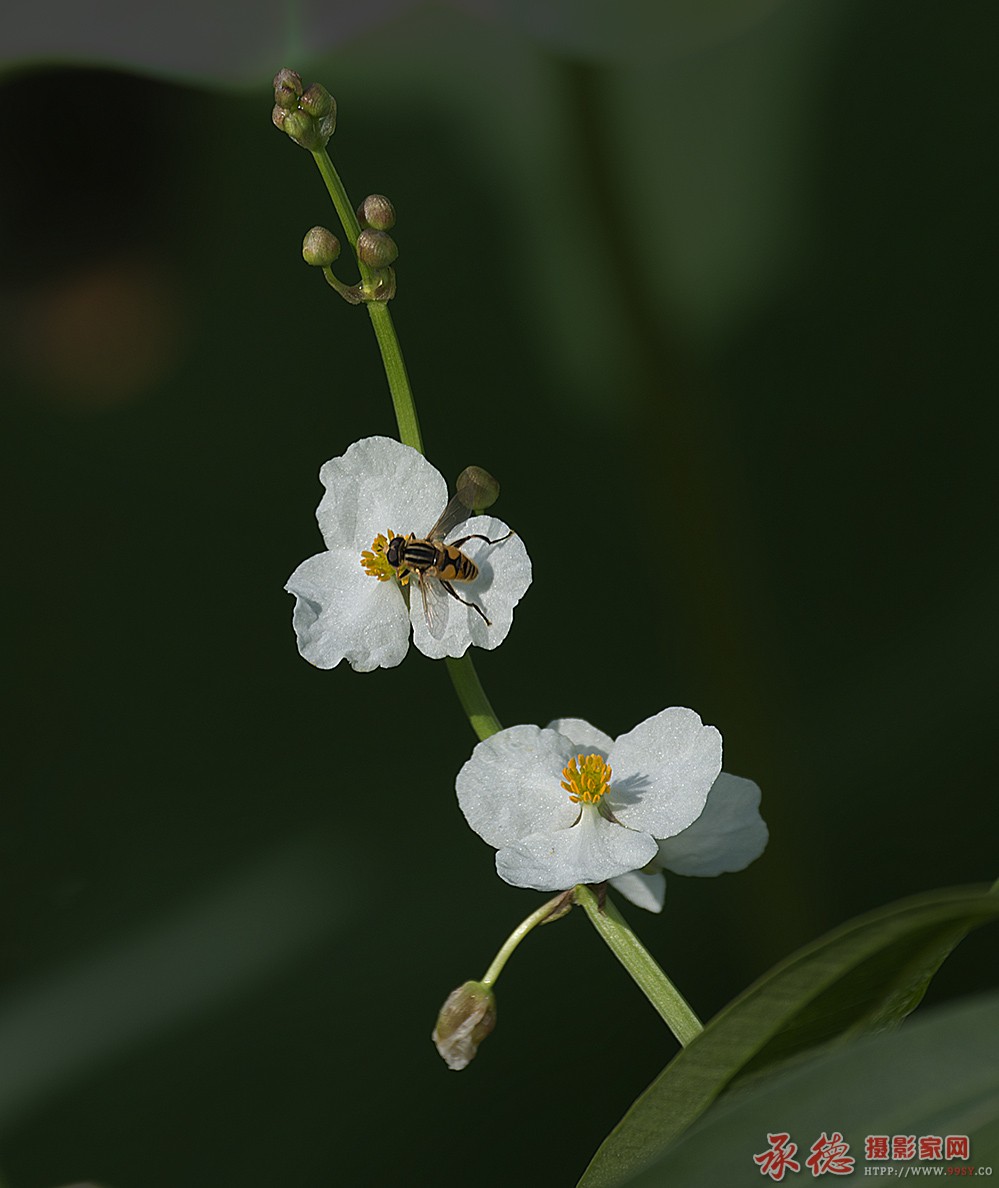 山庄花卉- (8)